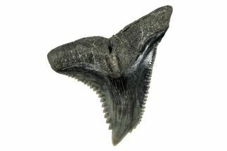 Snaggletooth Shark (Hemipristis) Tooth - South Carolina #280077