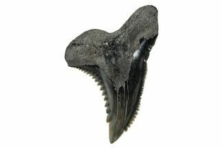 Snaggletooth Shark (Hemipristis) Tooth - South Carolina #280080