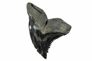 Snaggletooth Shark (Hemipristis) Tooth - South Carolina #280082