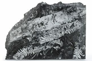 Large, Fossil Seed Fern (Alethopteris) Plate - Pennsylvania #280499
