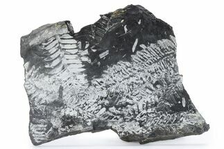 Fossil Seed Fern (Alethopteris) Plate - Pennsylvania #280537