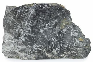 Fossil Seed Fern (Alethopteris) Plate - Pennsylvania #280548