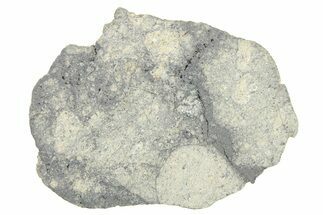 Eucrite Meteorite Slice ( g) - From Vesta Minor-Planet #280647