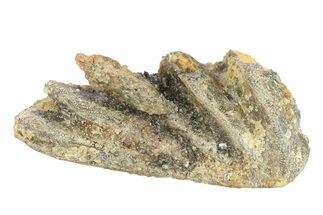 Cretaceous Lungfish (Ceratodus) Tooth Plate - Morocco #280589