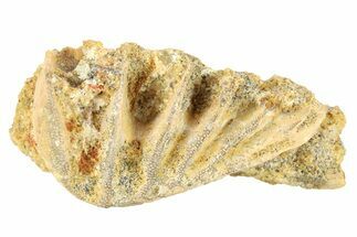 Cretaceous Lungfish (Ceratodus) Tooth Plate - Morocco #280603