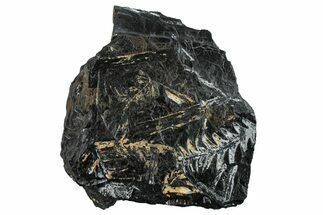 Fossil Seed Fern (Alethopteris) Plate - Pennsylvania #280706