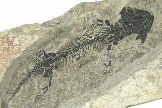 EarlyPermian Reptiliomorph (Discosauriscus) - Czech Republic #280829