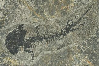 Early Permian Reptiliomorph (Discosauriscus) - Czech Republic #280830