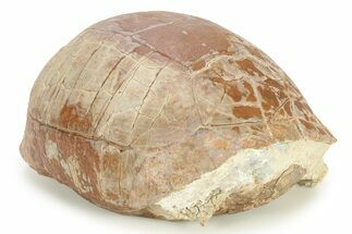 Colorful Fossil Tortoise (Stylemys) w/ Visible Limb Bones #280878