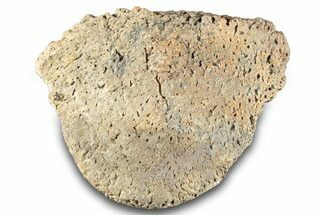 Fossil Ankylosaurid Scute - Montana #280957