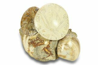 Cluster Of Polished Fossil Sand Dollars & Clams - California #280817