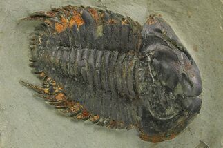 Black/Orange, Bondonella Sdzuyi Trilobite - Taroudant, Morocco #280924