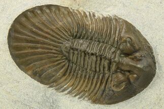 Scabriscutellum Trilobite With Axial Spines - Morocco #280933