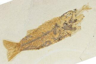 Mioplosus Aspiration (Died Choking On Prey) Fossil - Wyoming #281107