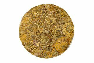 Composite Plate Of Agatized Ammonite Fossils #280964