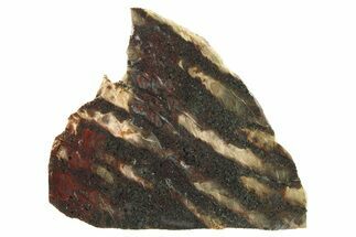 Polished Stromatolite (Collenia) Slab - Minnesota #281149
