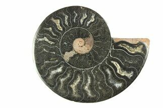 Cut & Polished Ammonite Fossil (Half) - Unusual Black Color #281282