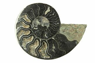 Cut & Polished Ammonite Fossil (Half) - Unusual Black Color #281295