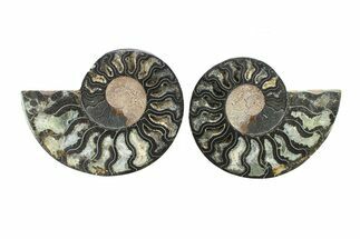 Cut & Polished Ammonite Fossil - Unusual Black Color #281319
