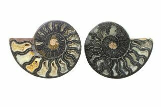 Cut & Polished Ammonite Fossil - Unusual Black Color #281329