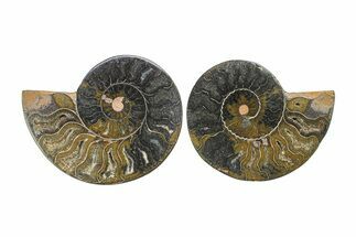 Cut & Polished Ammonite Fossil - Unusual Black Color #281331