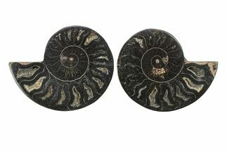 Cut & Polished Ammonite Fossil - Unusual Black Color #281346