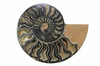 Cut & Polished Ammonite Fossil (Half) - Unusual Black Color #281430