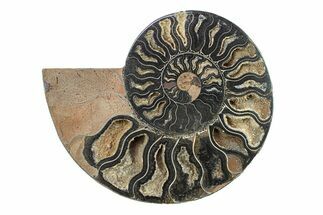 Cut & Polished Ammonite Fossil (Half) - Unusual Black Color #281431