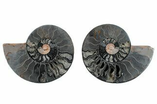 Cut & Polished Ammonite Fossil - Unusual Black Color #281364