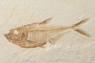 Nice Diplomystus Fish Fossil From Wyoming #15939