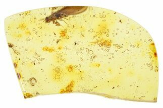 Polished Colombian Copal ( g) - Winged Termite! #281409