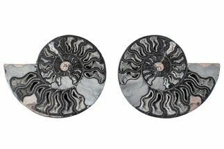 Cut & Polished Ammonite Fossil - Unusual Black Color #281369