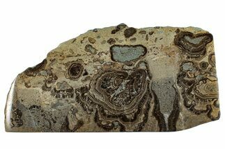 Devonian Stromatolite Slab - Orkney, Scotland #281606