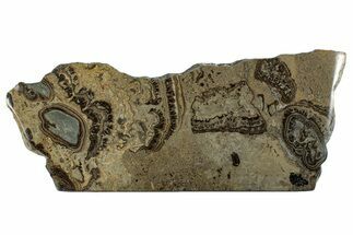Devonian Stromatolite Slab - Orkney, Scotland #281617