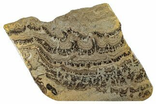 Devonian Stromatolite Slab - Orkney, Scotland #281619