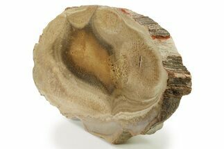 Petrified Tree Fern (Tietea) End-Cut - Brazil #281924