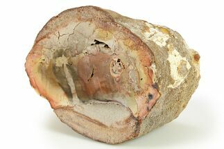 Petrified Tree Fern Limb End-Cut - Brazil #281932