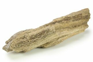 Cretaceous Petrified Wood Covered In Druzy Quartz - Texas #281752
