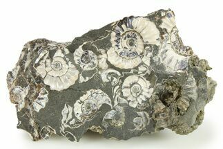 Ammonite (Promicroceras) Cluster - Marston Magna, England #281984