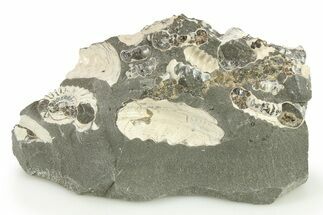 Ammonite (Promicroceras) Cluster - Marston Magna, England #281989