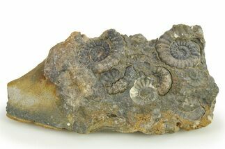 Ammonite (Promicroceras) Cluster - Marston Magna, England #282002