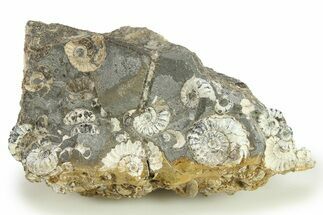 Ammonite (Promicroceras) Cluster - Marston Magna, England #282016