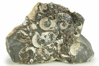 Ammonite (Promicroceras) Cluster - Marston Magna, England #282020