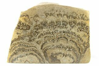 Devonian Stromatolite Slab - Orkney, Scotland #282159