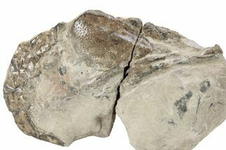 Cretaceous Fossil Lobster (Meyeria) - Isle of Wight #282129