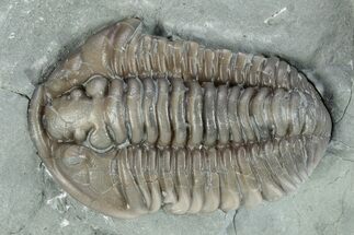 Prone Flexicalymene Trilobite - Indiana #282171