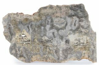 Mesoproterozoic Stromatolite (Tungussia) Slab - Arizona #282239