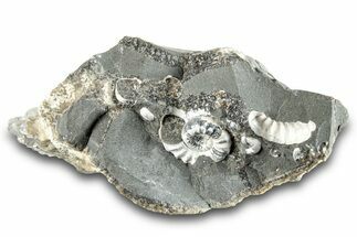 Ammonite (Promicroceras) Cluster - Marston Magna, England #282023