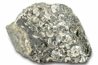 Ammonite (Promicroceras) Cluster - Marston Magna, England #282038