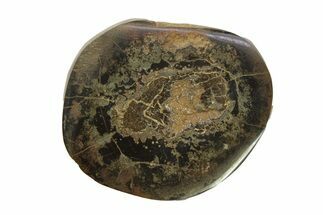 Polished Fish Coprolite (Fossil Poo) Nodule Half - Scotland #282253